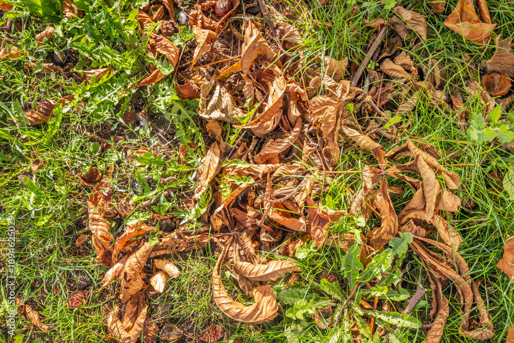 Closeup of fallen hestnut husks and chestnut leaves between grass and weeds. The photo was taken on a sunny day in the autumn season.