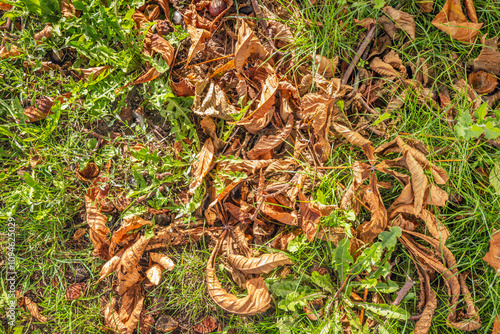 Obraz na płótnie Closeup of fallen hestnut husks and chestnut leaves between grass and weeds. The photo was taken on a sunny day in the autumn season. w salonie