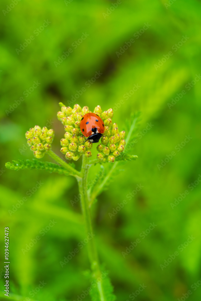 Red Ladybug on Yellow Wildflower Buds in Spring Garden. Beautiful macro photography of Coccinellidae beetle on green natural background Red Ladybug on Yellow Wildflower Buds in Spring Garden. Beautiful macro photography of Coccinellidae beetle on green natural background