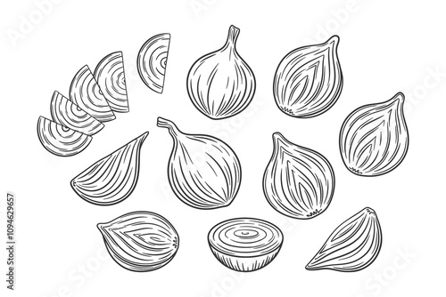 Vector outline onion set. Hand drawn illustration of whole onion bulbs and half cut onion. Collection of onion design elements.