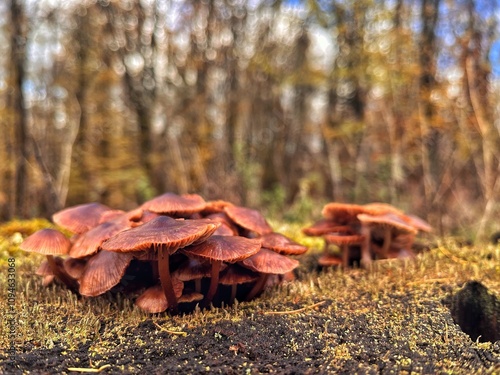 Autumn time, photo of mushrooms growing on a stump close-up with autumn forest background. Brown mushrooms grow in a large family on an old stump. photo