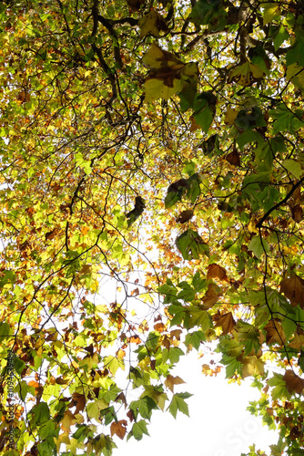 A beautiful maple tree in the autumn with the leaves turning golden yellow