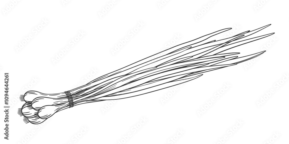 Vector sketch of green onion bunch. Hand drawn outline illustration of whole onion bulb with leaves. Healthy vegetable ingredient for cooking, condiment and spice. Vector sketch of green onion bunch. Hand drawn outline illustration of whole onion bulb with leaves. Healthy vegetable ingredient for cooking, condiment and spice.