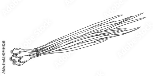 Vector sketch of green onion bunch. Hand drawn outline illustration of whole onion bulb with leaves. Healthy vegetable ingredient for cooking, condiment and spice.