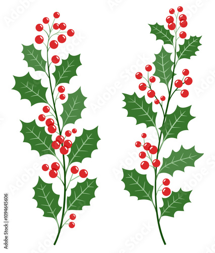 Holly christmas berries cherry branch vector color illustrations