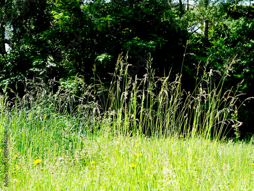 A field of grass with some long stalks with seedheads in the summer