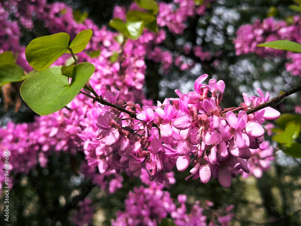 Obraz premium blooming pink judas tree in spring