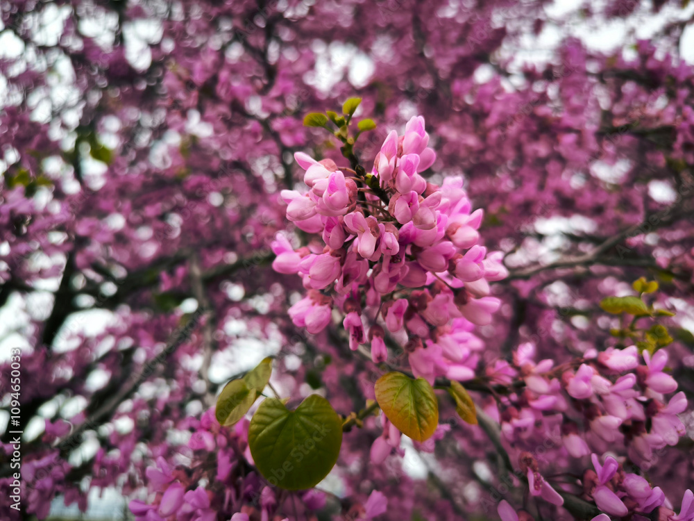 blooming pink judas tree in spring blooming pink judas tree in spring