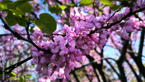 blooming pink judas tree in spring