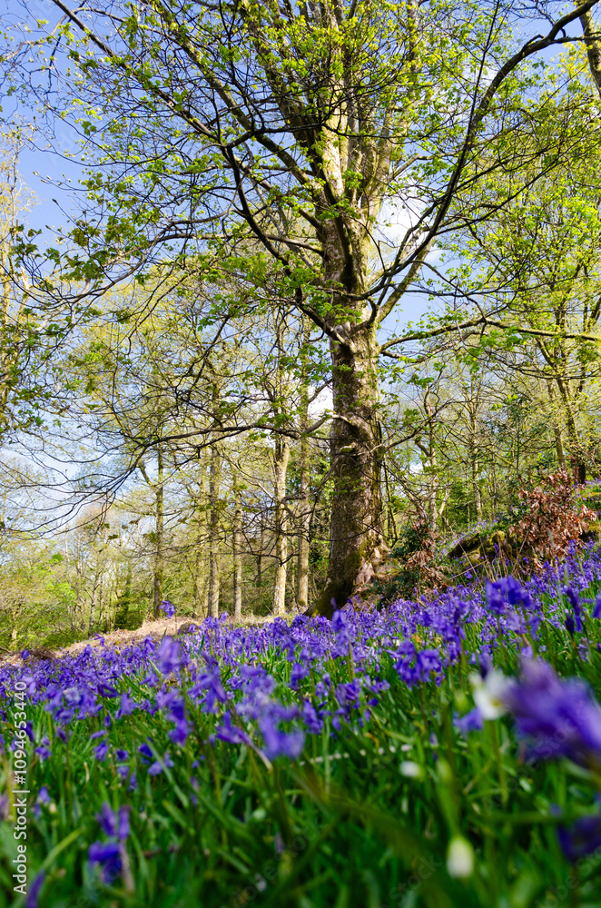 Woodland in Spring with bluebells selective focus and trees with green leaves Woodland in Spring with bluebells selective focus and trees with green leaves