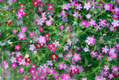 Vibrant Blooming Wildflowers in a Full Color Palette of Pink and Red, Capturing the Beauty of Nature with Delicate Petals and Lush Greenery for an Enchanting Scene