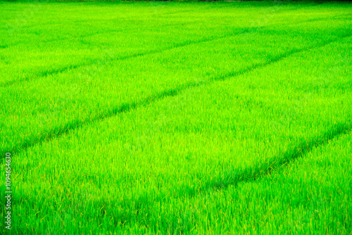 Lush Green Rice Field with Vibrant Growth Patterns and Bright Sunlight Highlighting the Fertile Landscape in Rural Agriculture Settings