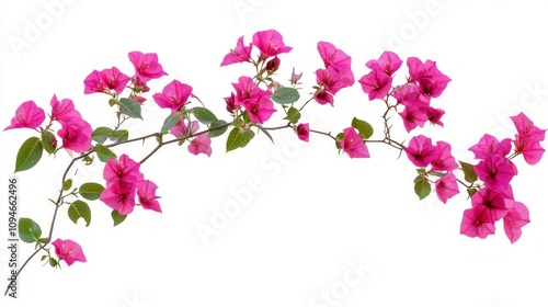 Stunning Pink Bougainvillea Branch