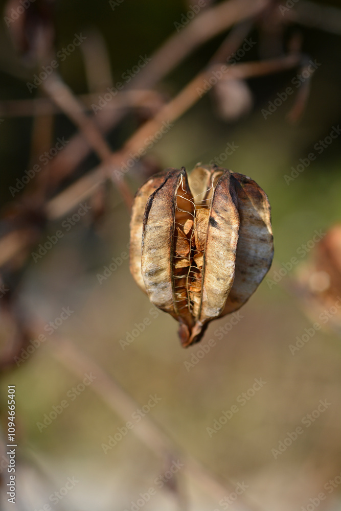 Henrys lily seed pod Henrys lily seed pod