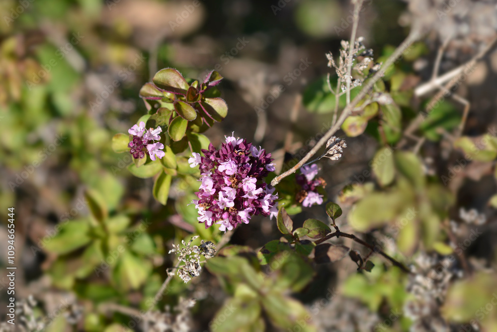 Common marjoram flowers Common marjoram flowers