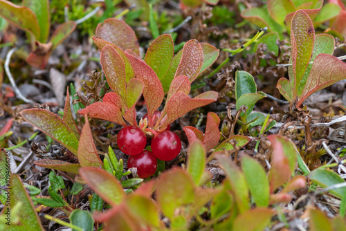 A close up of red berries of alpine bearberry (Arctous erythrocarpa Small or Arctous alpina ssp. rubra). Tundra plants. Northern nature of Chukotka and Siberia. Russian Far East