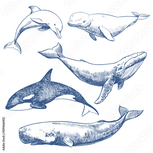 Marine mammals set. Hand drawn sketch vector illustration of whales and dolphin. Sperm whale, humpback whale, dolphin, beluga, orca. Monochrome ink drawing, imitation of engraving.