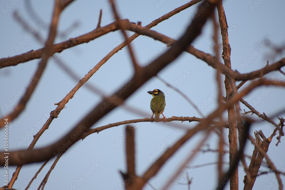 Beautiful Indian Coppersmith Barbet Soaking Sun Beautiful Indian Coppersmith Barbet Soaking Sun