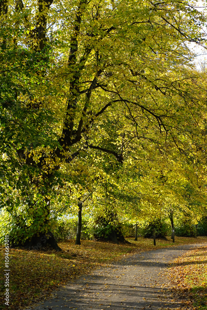 Fototapeta premium A pathway between some beautiful tall trees with autumn