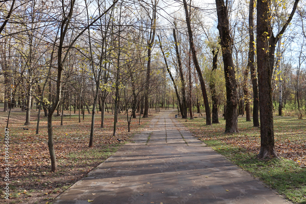 Tranquil autumn scene with a paved pathway surrounded by leafless trees and fallen leaves in a serene park. Tranquil autumn scene with a paved pathway surrounded by leafless trees and fallen leaves in a serene park.