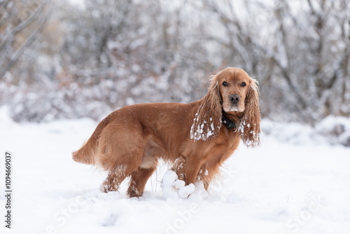 Cocker spaniel angielski w śniegu, zimowy portret w śniegu. photo