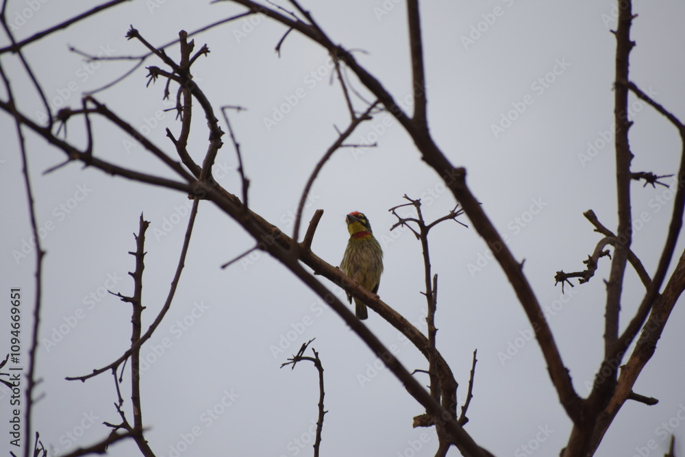 Beautiful Indian Coppersmith Barbet Soaking Sun Beautiful Indian Coppersmith Barbet Soaking Sun