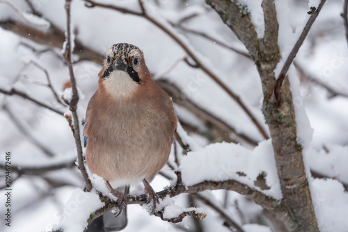 The Eurasian Jay (Garrulus glandarius)