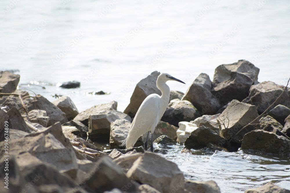 Beautiful Great Egret Bird Sunbathing Beautiful Great Egret Bird Sunbathing