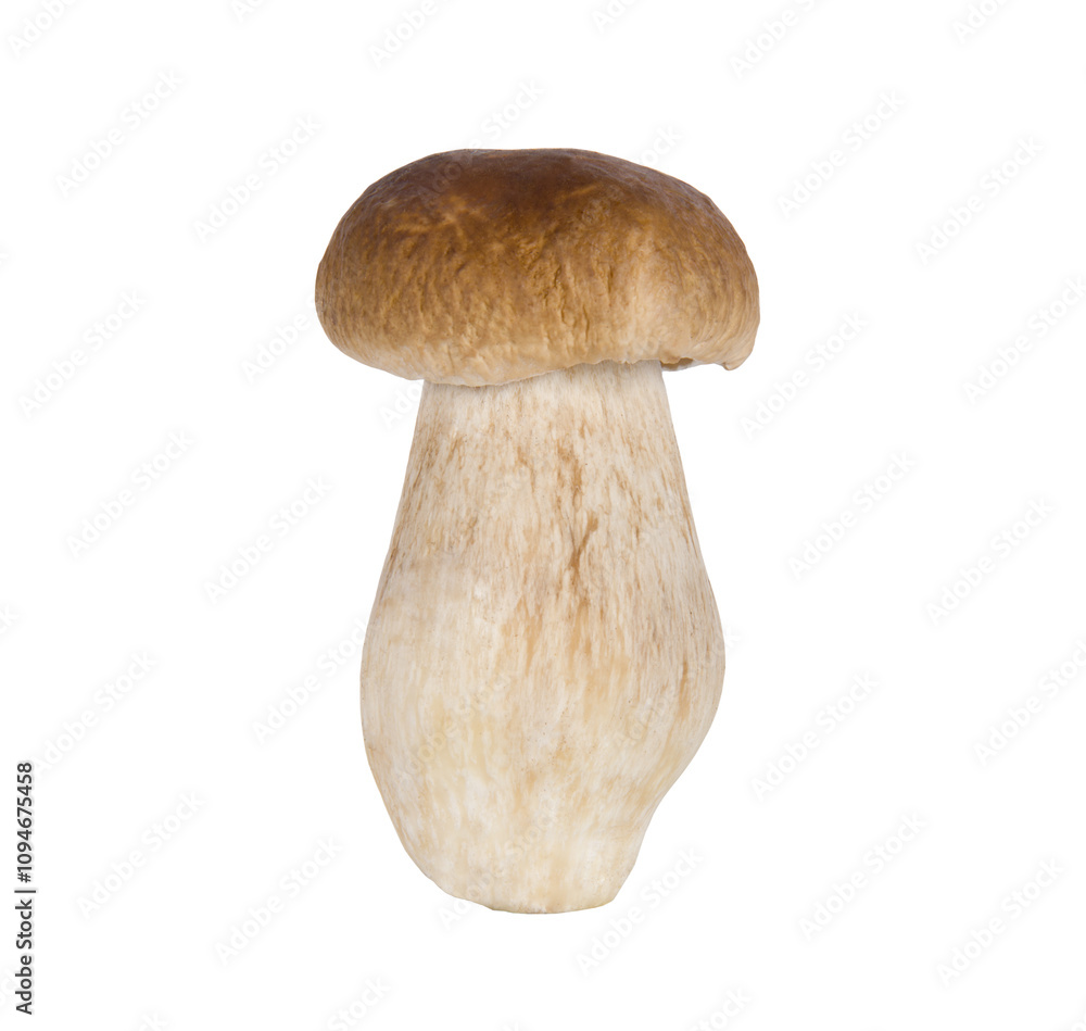Fresh boletus mushrooms isolated on white background Fresh boletus mushrooms isolated on white background