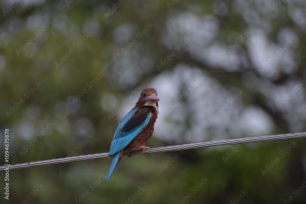 Obraz premium White Throated Kingfisher in India