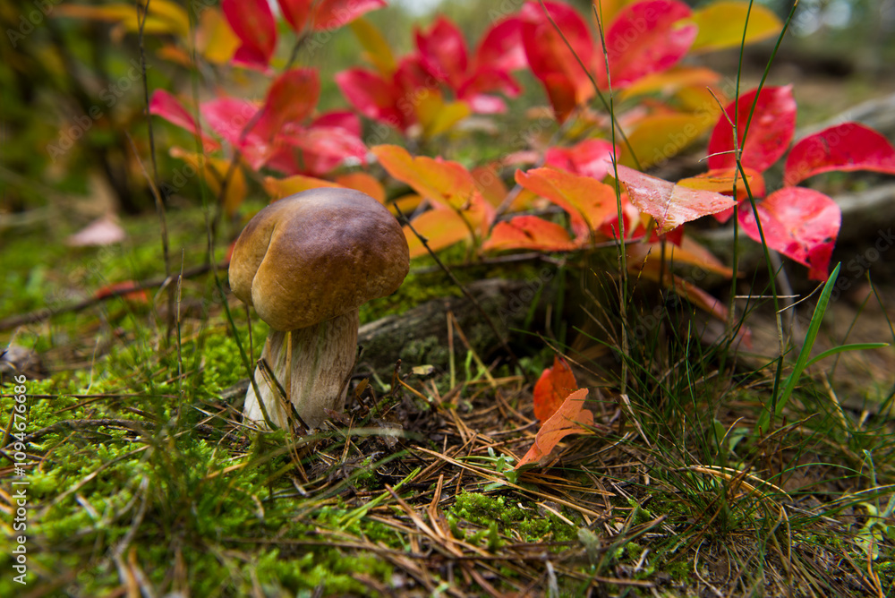 White mushroom boletus. Porcini mushrooms in the spruce forest White mushroom boletus. Porcini mushrooms in the spruce forest