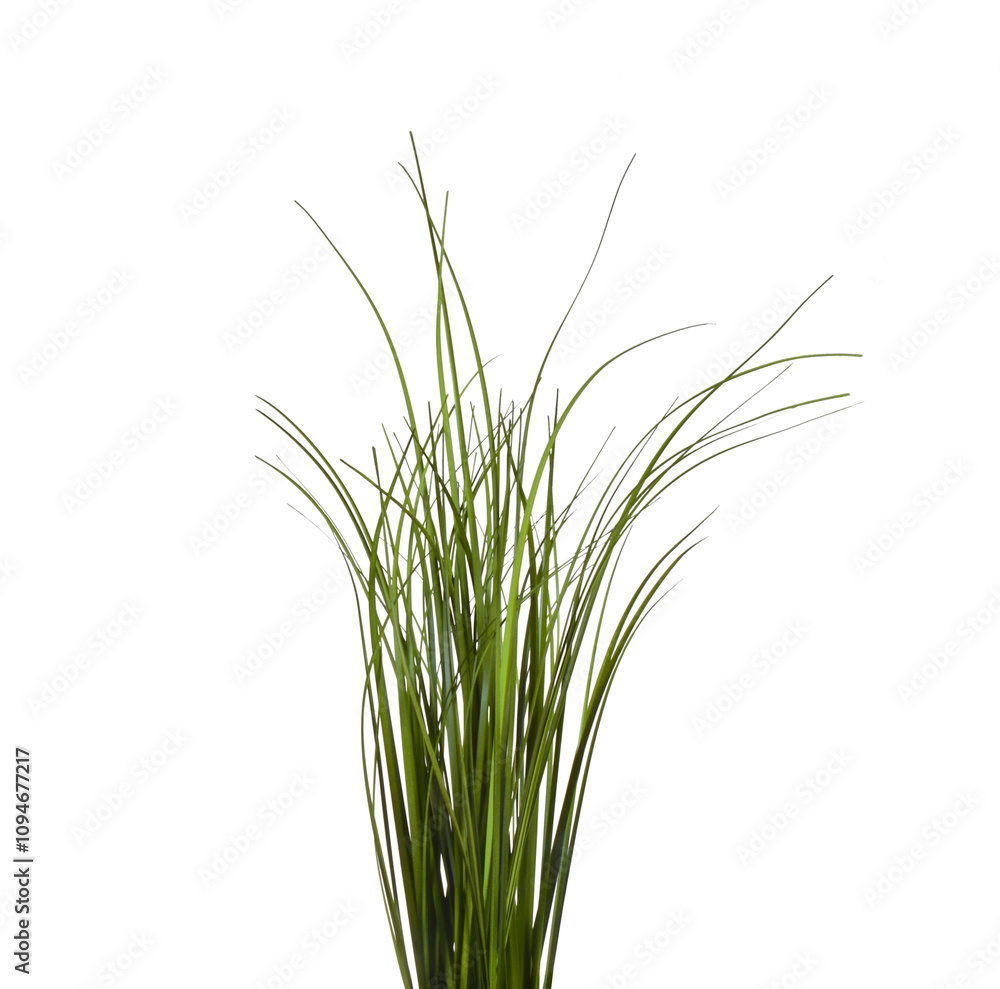 Bunch of green grass isolated on a white background. Bunch of green grass isolated on a white background.