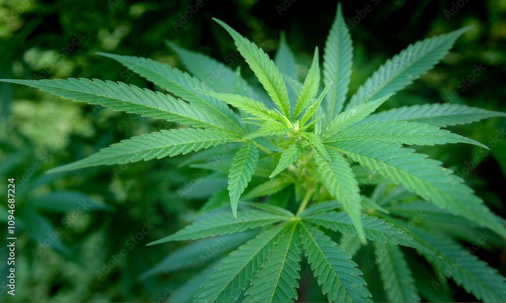 Marijuana cannabis leaves on a black and green background. marijuana leaves, cultivation and consumption, dope, cbd Marijuana cannabis leaves on a black and green background. marijuana leaves, cultivation and consumption, dope, cbd