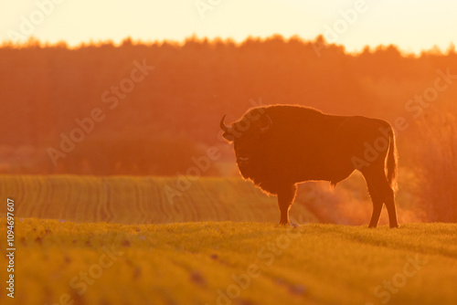 Mammals - wild nature European bison ( Bison bonasus ) Wisent herd standing on field North Eastern part of Poland, Europe Knyszynska Primeval Forest sundown evening photography photo