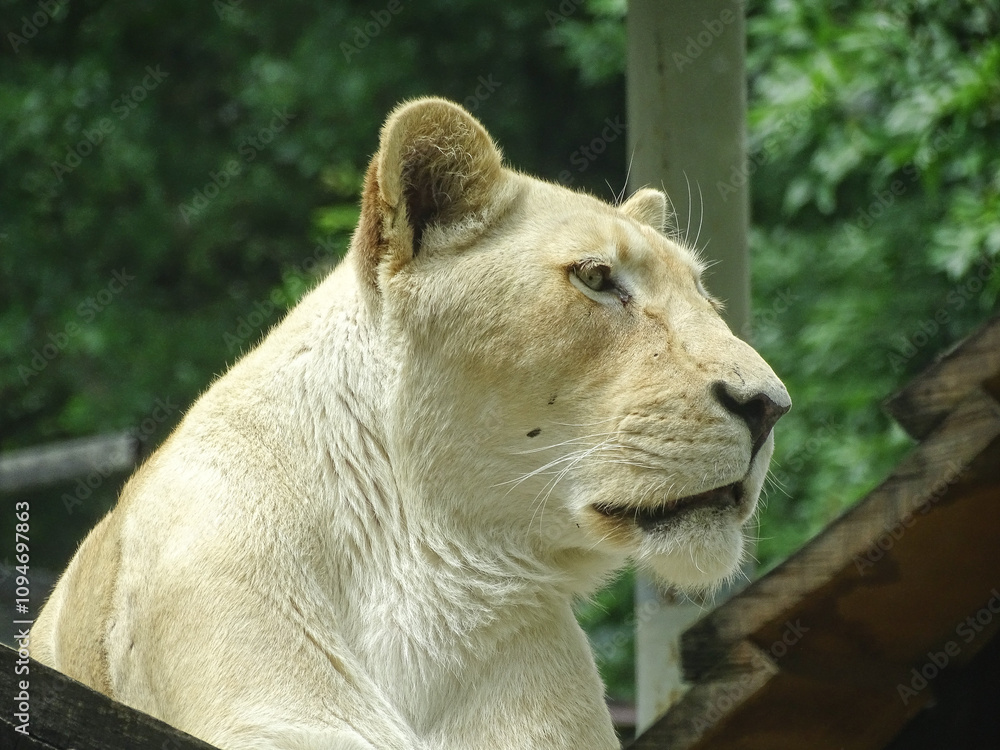 Obraz premium The white lioness at the zoo during the summer