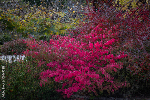 Garden in october autumn red burning bush winged spindle tree Euonymus alatus Compactus wallpaper or background