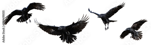 Birds flying raven isolated on white background Corvus corax. Halloween - flying four birds