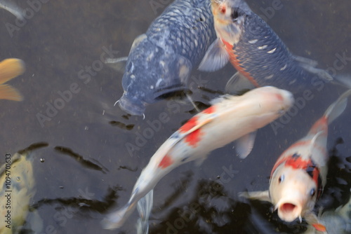 fish in aquarium