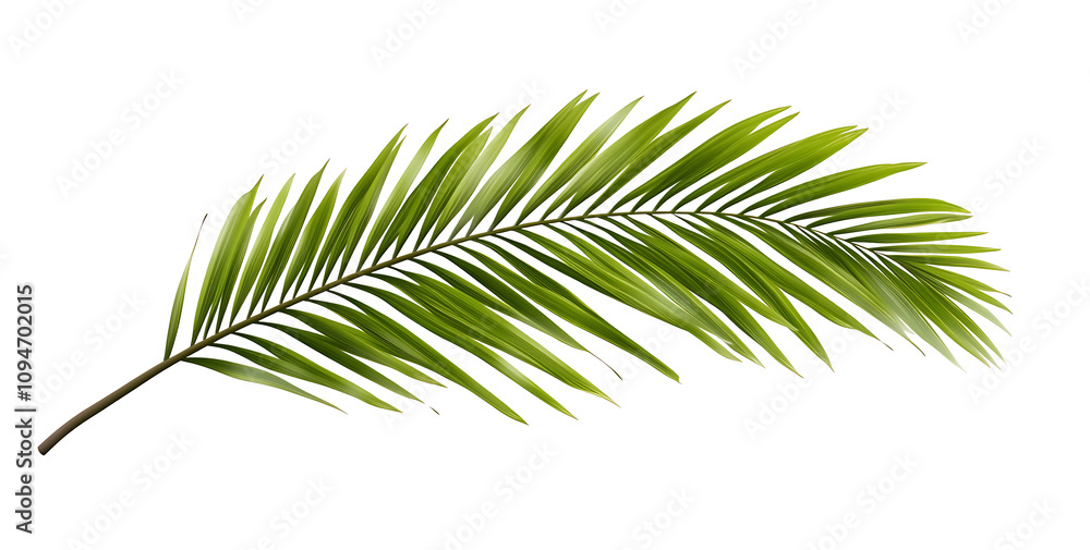 Fototapeta premium A Tropical green palm leaf, cut out with isolated background [PNG].