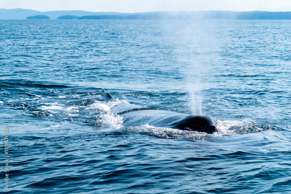 Obraz premium Humpback whale blow in Vancouver