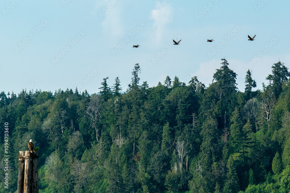 Fototapeta premium Bald Eagle in Vancouver