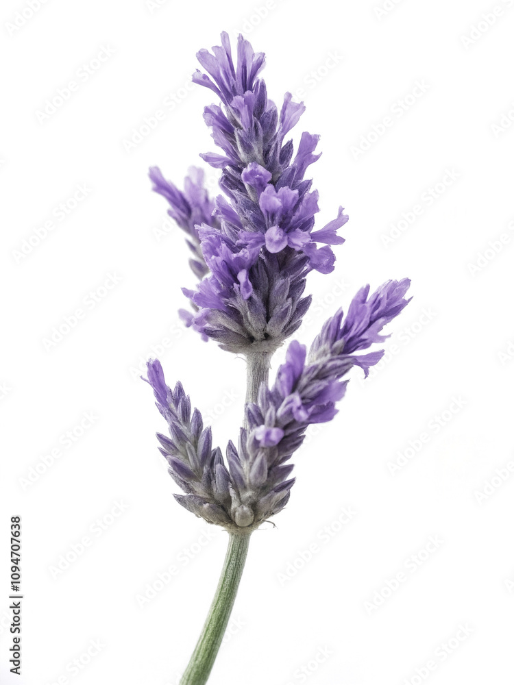 Naklejka premium Beautiful single lavender flower with delicate purple blossoms and green stem against a bright white background, showcasing natural beauty and tranquility of floral elements.
