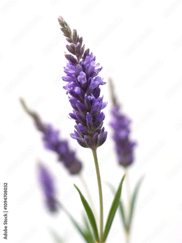 Naklejka premium Beautiful Close-Up of Vibrant Purple Lavender Flowers Against a Soft White Background, Showcasing Delicate Petals and Slim Green Stems for Nature Lovers