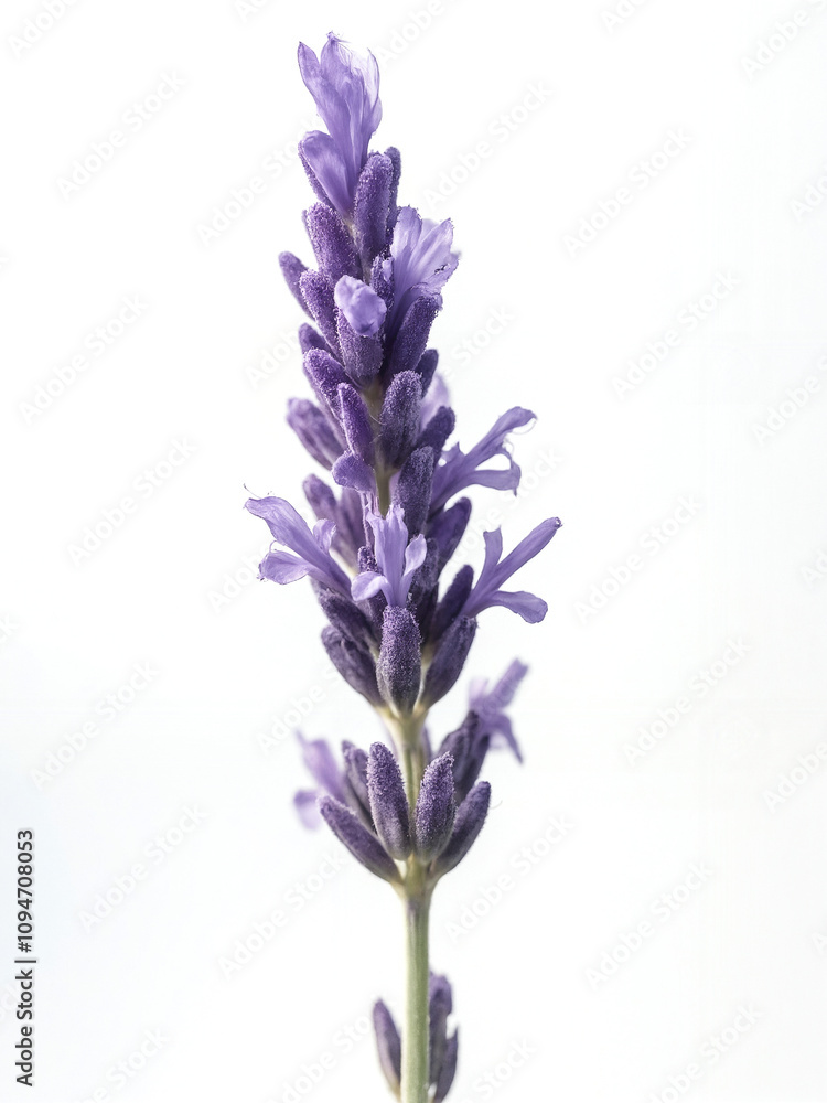 Naklejka premium Beautiful Lavender Flower on White Background Showcasing Delicate Purples and Greens Perfect for Nature and Floral Themes in Various Design Projects