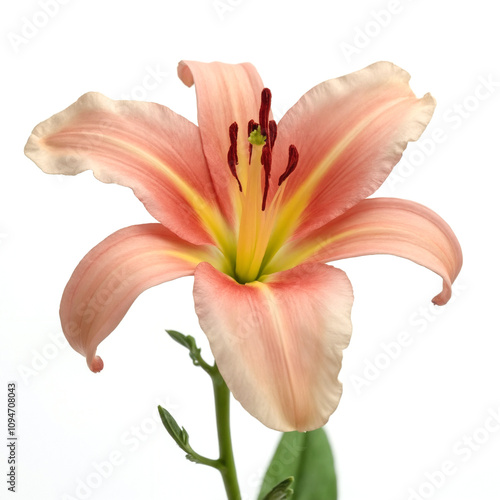 Elegant Pink Lily Bloom with Graceful Petals and Vibrant Colors Designed for Nature Lovers and Floral Enthusiasts Capturing the Beauty of Springtime Floral Arrangements