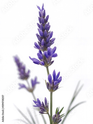 Delicate Purple Lavender Blooms with Green Stems Captured Against a White Background for Tranquil Aromatherapy and Soothing Natural Beauty Aesthetic