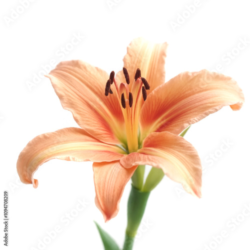 Beautiful peach lily flower with delicate petals and vibrant colors showcasing nature's elegance and intricate details, perfect for floral designs and decoration photo