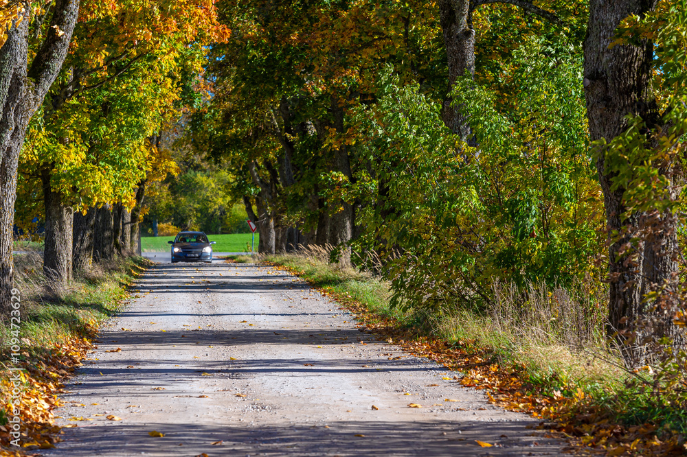 A car drives along a tree-lined dirt road surrounded by colorful autumn foliage A car drives along a tree-lined dirt road surrounded by colorful autumn foliage