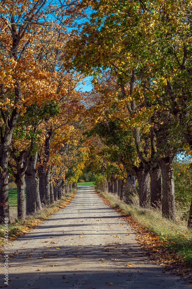 Autumn pathway lined with vibrant foliage in a rural setting during the afternoon Autumn pathway lined with vibrant foliage in a rural setting during the afternoon