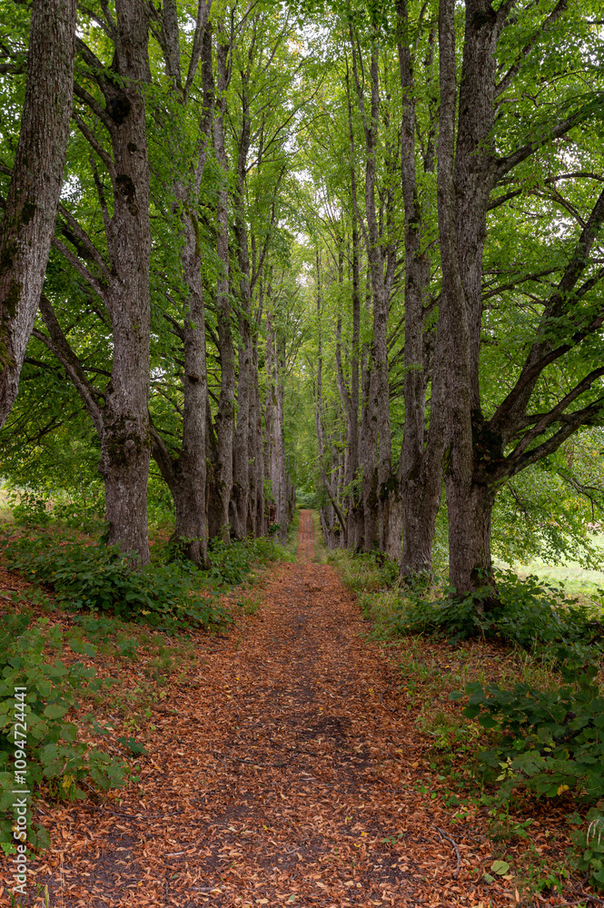 Fototapeta premium Tranquil tree-lined pathway through lush greenery during autumn in a serene forest